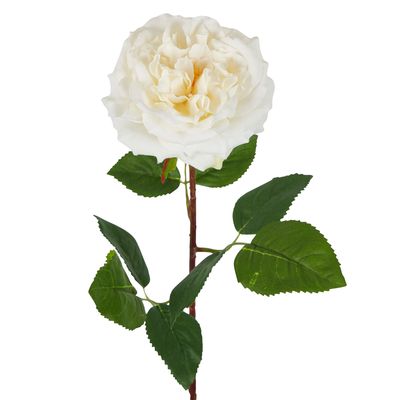 Dried Look English Rose Stem 50cm Cream