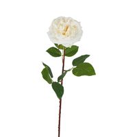 Dried Look English Rose Stem 50cm Cream