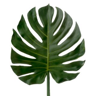 Leaf Philo 1.04m