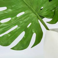 Monstera leaf 1.23m
