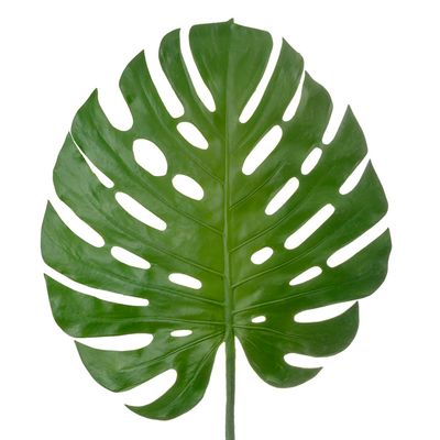 Monstera Spray 1.23m