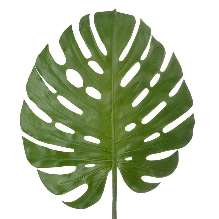 Monstera leaf 1.23m