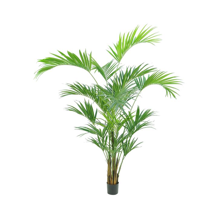 2.5m Kentia Palm 518 Leaves