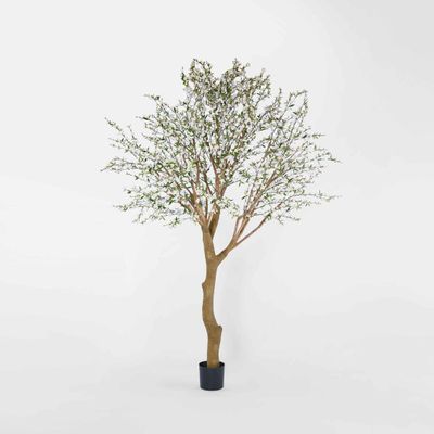 Giant Cherry Blossom Tree 2.4m White