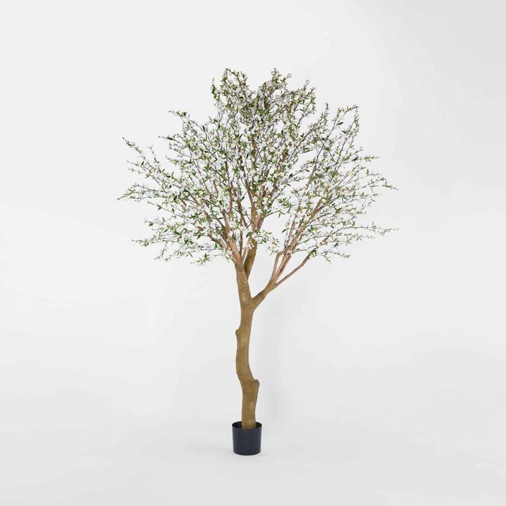 Giant Cherry Blossom Tree 2.4m White