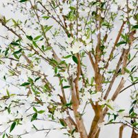 Giant Cherry Blossom Tree 2.4m White