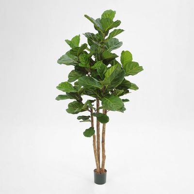 2.3m Fiddle Leaf Tree With 94 Leaves