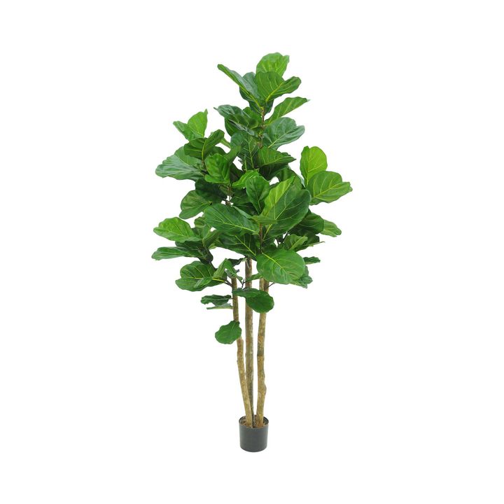 2.3m Fiddle Leaf Tree With 94 Leaves