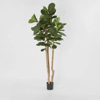 2.3m Fiddle Leaf Tree With 94 Leaves