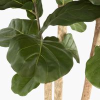 2.3m Fiddle Leaf Tree With 94 Leaves