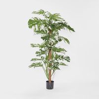 Variegated Split Philodendron W/48 Leaves Green