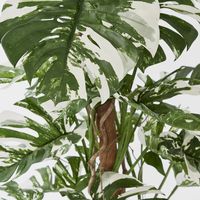 Variegated Split Philodendron W/48 Leaves Green