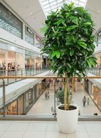 Schefflera Tree W/700 Leaves Green