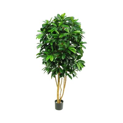 Schefflera Tree W/700 Leaves Green