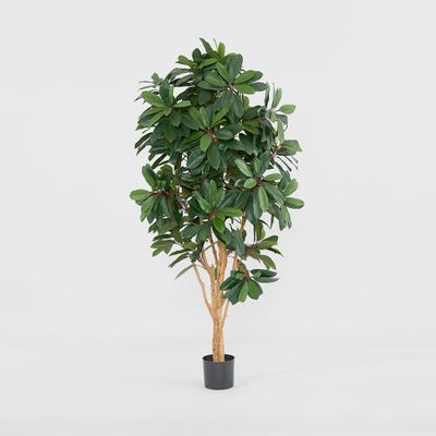Schefflera Tree W/700 Leaves Green