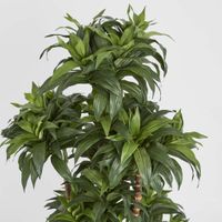 Dracaena Fragrans Multi Tree X8 / 576 Leaves Green