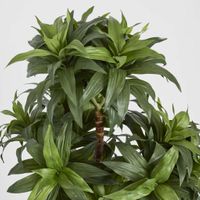 Dracaena Fragrans Multi Tree X8 / 576 Leaves Green