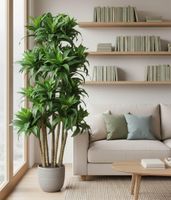 Dracaena Fragrans Multi Tree X8 / 576 Leaves Green