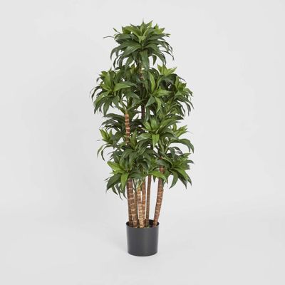 Dracaena Fragrans Multi Tree X8 / 576 Leaves Green