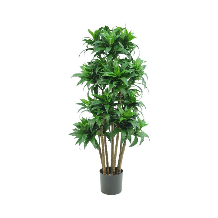 Dracaena Fragrans Multi Tree X8 / 576 Leaves Green