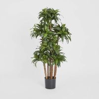 Dracaena Fragrans Multi Tree X8 / 576 Leaves Green