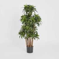 Dracaena Fragrans Multi Tree X8 / 576 Leaves Green