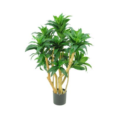 Dracaena Fragrans Tree W/251 Leaves Green