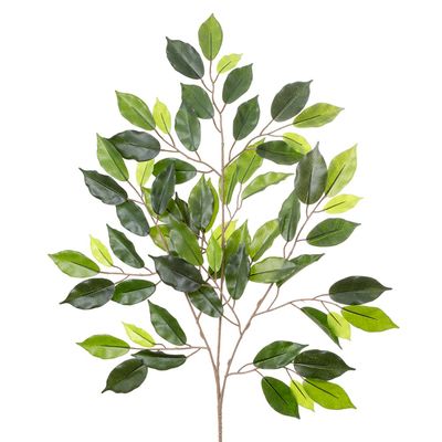 Ficus Spray 75cm