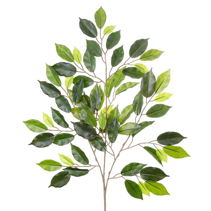 Ficus Spray 75cm