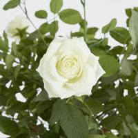 Rose Topiary Light White 1.4m
