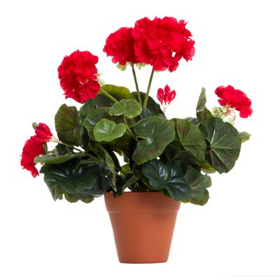 Geranium Bush in Terra Pot Red