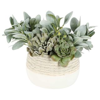 Stephanie Green Succulent Arrangement
