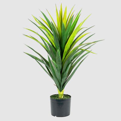 Yucca Plant in Pot 86cm