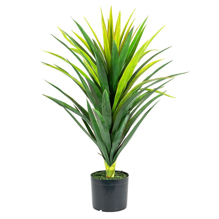 Yucca Plant in Pot 86cm