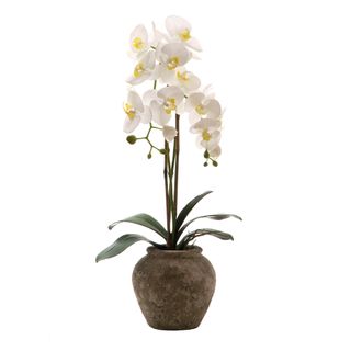 Orchid in Ceramic Pot 70cm White