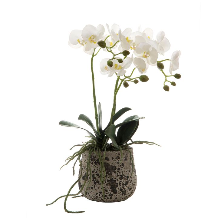 Orchid in Ceramic Pot 45cm White
