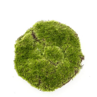 Moss Pad 20cm Green