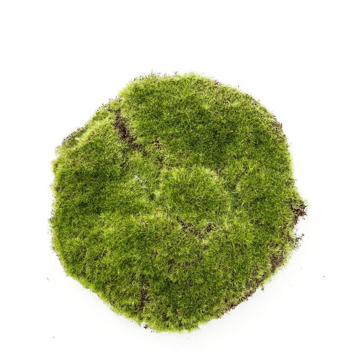 Moss Pad 20cm Green
