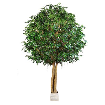 Mixed Ficus Giant Tree 3.7m 20496Lvs