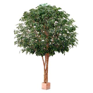 Mixed Ficus Giant Tree x 4 3.7m 30500Lvs