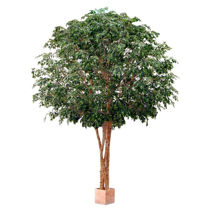 Mixed Ficus Giant Tree x 4 3.7m 30500Lvs