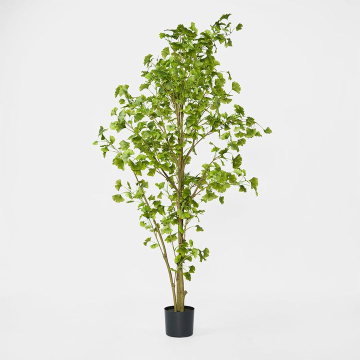 Ginko Tree Potted 1.8m
