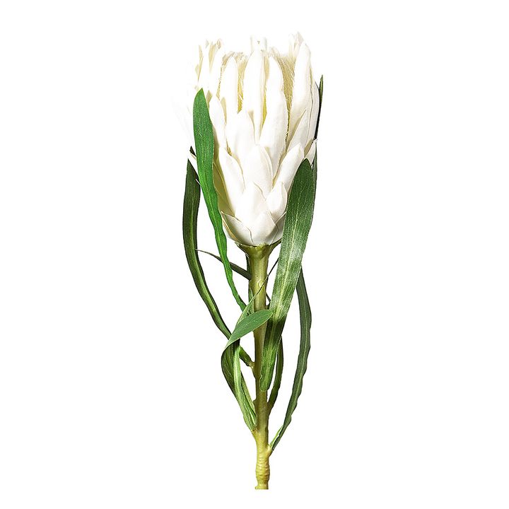 Protea Queen Stem 63cm White