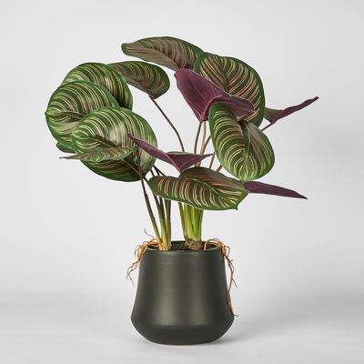 Calathea Variegated Black Pot Red