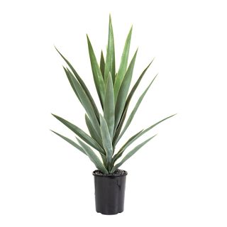 Yucca Head Potted 64cm Green