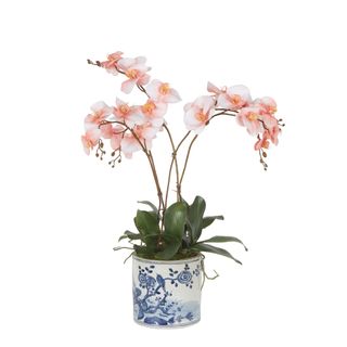 Cheng Orchid Arrangement Coral