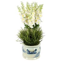 Mandy Delphinium Arrangement White