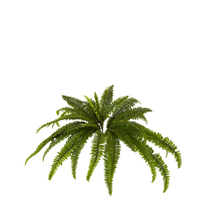 Boston Fern Bush Small