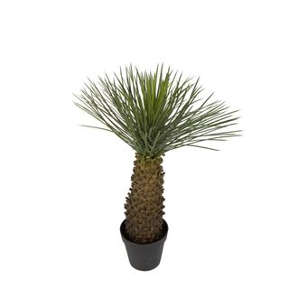 Hedgehog Grass Tree 90cm