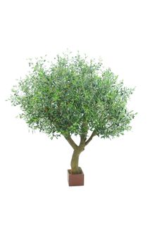 Olive Tree With 12648 Leaves & 150 Fruits 180cm